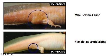 六角恐龍魚怎么區分雌雄（六角恐龍魚性別區分）