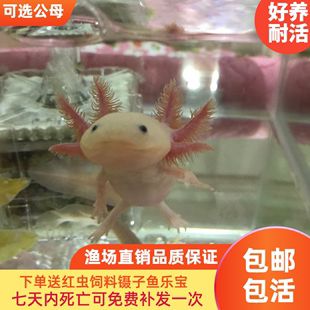 六角恐龍魚怎么區分雌雄（六角恐龍魚性別區分）