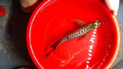 怎樣調節龍魚水質質量：如何讓龍魚什么都吃