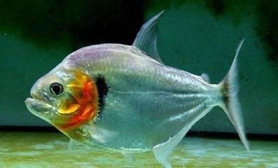 家里養銀龍魚好還是招財好（家中經常被金屬干擾的地方，就不適宜飼養銀龍魚）