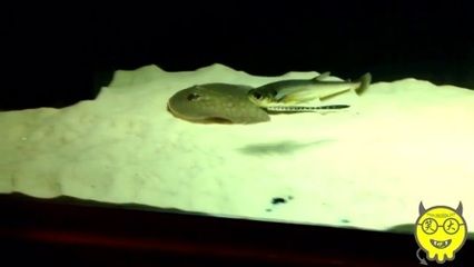 龍魚喂蝦干好不好（關(guān)于龍魚喂食蝦干的問題，可以從多個角度進(jìn)行分析,）