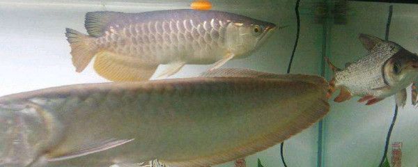 龍魚微微張口是缺氧嗎為什么：龍魚微微張口并不一定表示缺氧