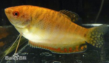 龍魚微微張口是缺氧嗎為什么：龍魚微微張口并不一定表示缺氧