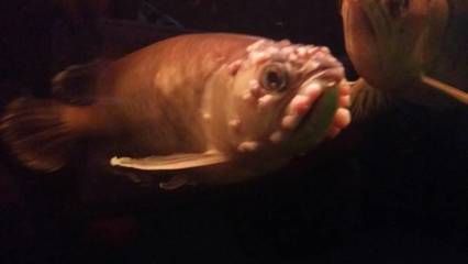 紅龍魚過濾材料怎么選，紅龍魚過濾材料的選擇指南