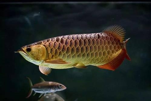 鶴壁金龍魚經銷商地址電話是多少