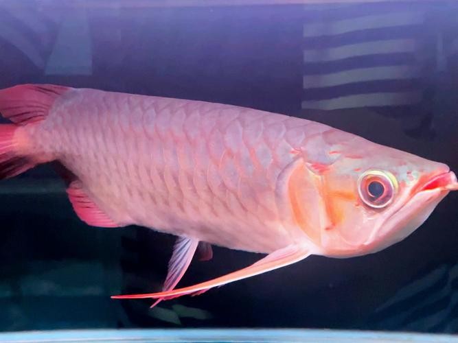 鶴壁金龍魚經銷商地址電話是多少