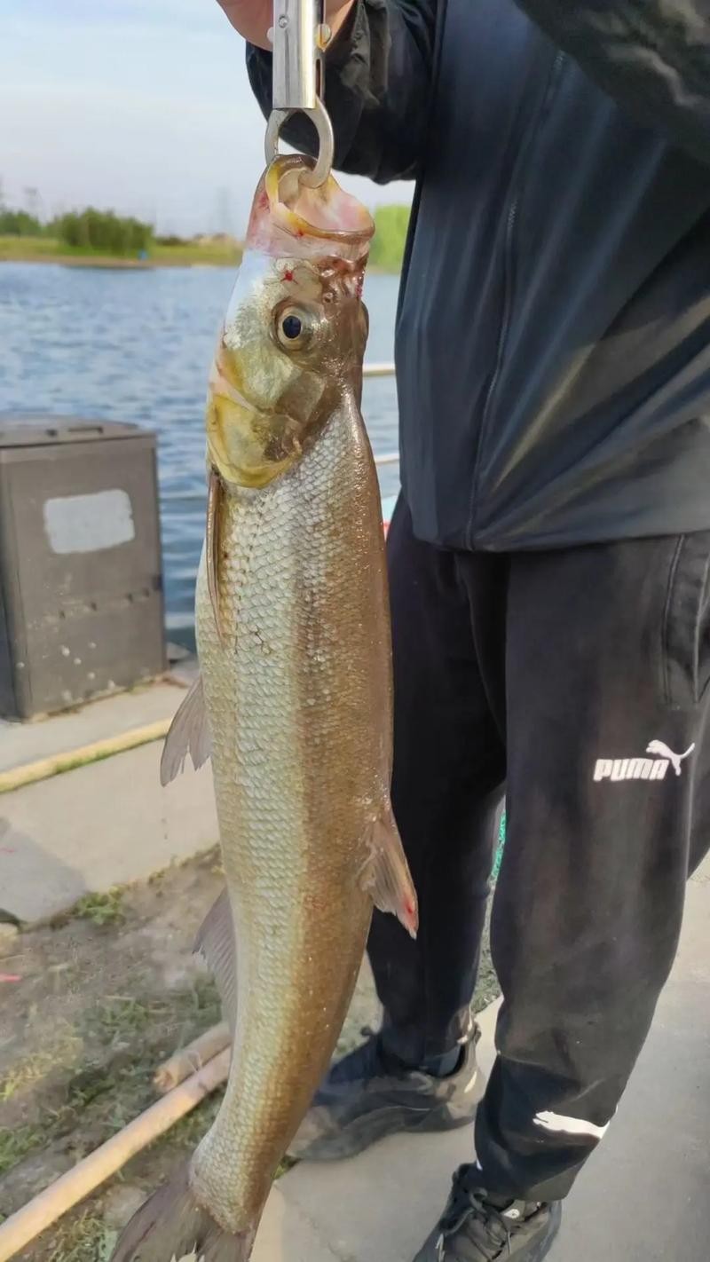 鶴壁金龍魚經銷商地址電話是多少