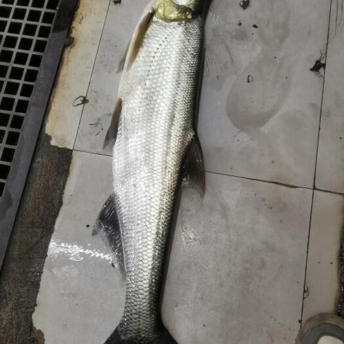鶴壁金龍魚經銷商地址電話是多少