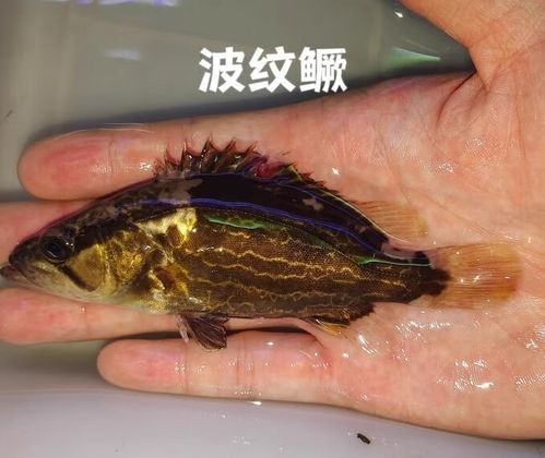 鶴壁金龍魚經銷商地址電話是多少