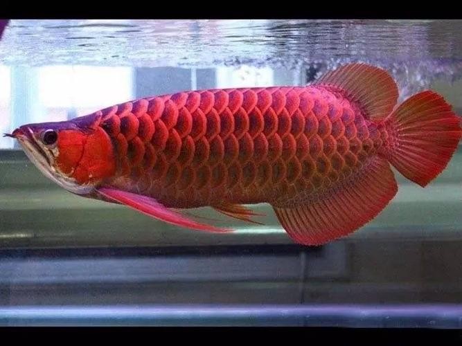 鶴壁金龍魚經銷商地址電話是多少