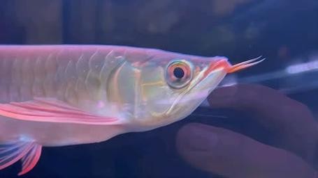 鶴壁金龍魚經銷商地址電話是多少