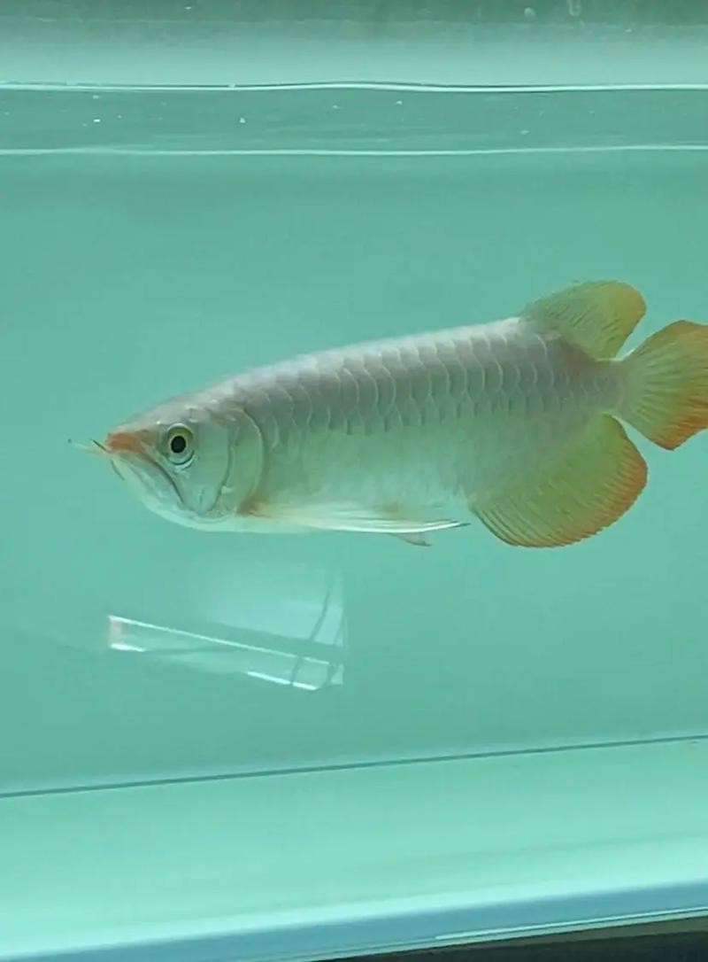 鶴壁金龍魚經銷商地址電話是多少