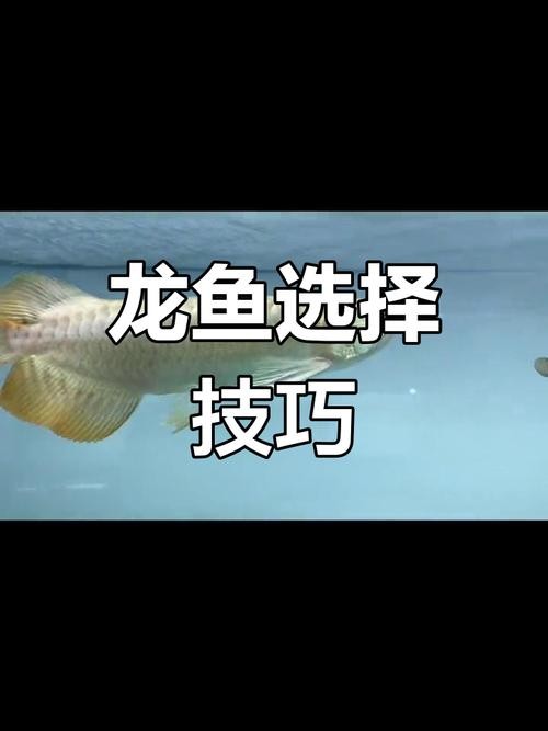 鶴壁金龍魚經銷商地址電話是多少