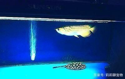 龍魚跟虎魚尺寸怎么搭配好看：龍魚和虎魚尺寸搭配在觀賞魚缸中是一個需要仔細考慮的問題