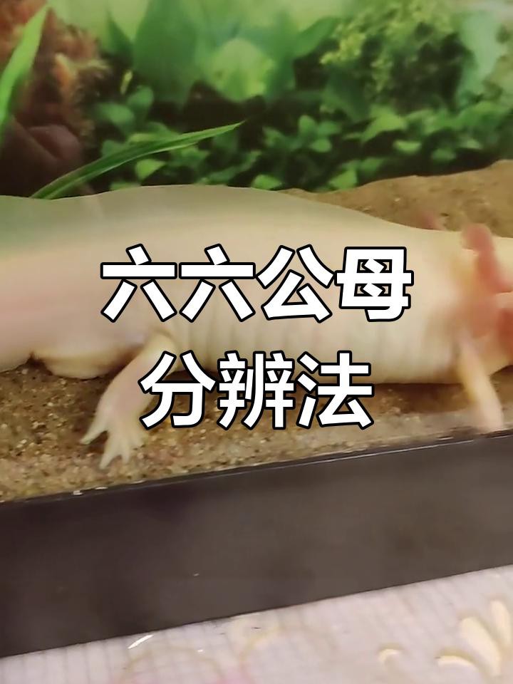 如何區(qū)分六角恐龍魚的雌雄？