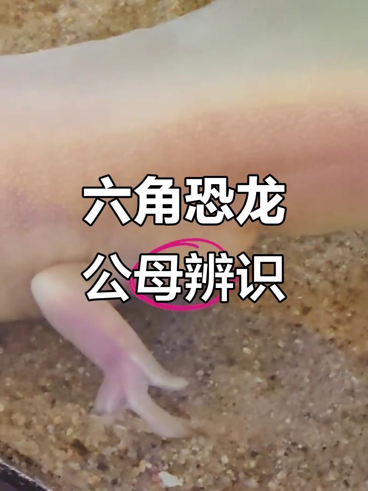 如何區(qū)分六角恐龍魚的雌雄？