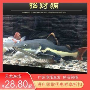紅龍魚有名的漁場是什么（印尼紅龍魚漁場養殖技術介紹，紅龍魚養殖技術介紹）