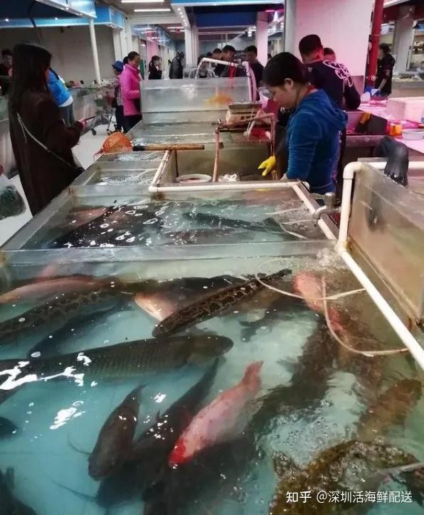 深圳龍魚批發在哪里進貨的