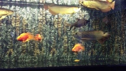 龍魚喂什么活魚好一點：龍魚活餌喂養注意事項