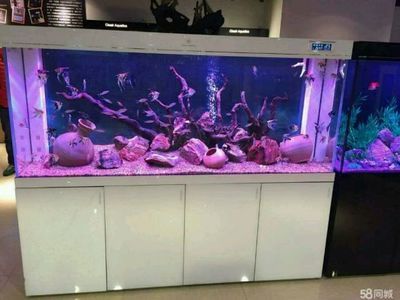 養(yǎng)龍魚(yú)底部魚(yú)缸放什么（養(yǎng)龍魚(yú)底部的布置對(duì)于龍魚(yú)的生活質(zhì)量和觀賞效果都有重要影響）