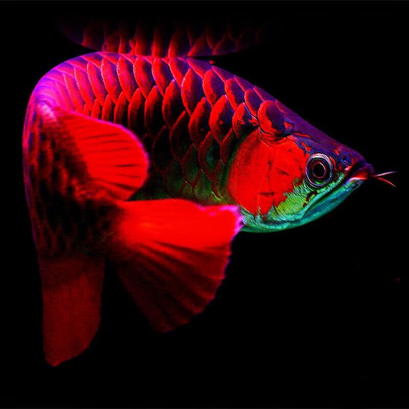 鳳凰紅龍魚鱗片怎么是白色？：“鳳凰紅龍魚鱗片怎么是白色”龍魚鱗片發白的處理方法