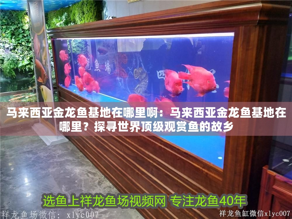 馬來西亞金龍魚基地在哪里啊：馬來西亞金龍魚基地在哪里？探尋世界頂級觀賞魚的故鄉(xiāng) 馬來西亞金龍魚基地在哪里啊：馬來西亞金龍魚基地在哪里？探尋世界頂級觀賞魚的故鄉(xiāng) 龍魚百科 第1張