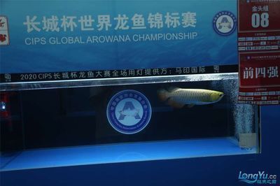 龍魚錦標(biāo)賽冠軍名單最新，