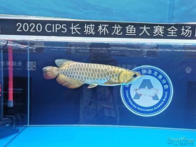 龍魚錦標(biāo)賽冠軍名單最新，