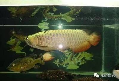 龍魚食物搭配大全：根據搜索結果整理的龍魚食物搭配大全