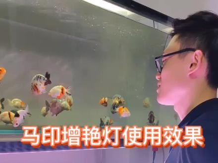 馬印神燈和吉印刀鋒S哪個更好？