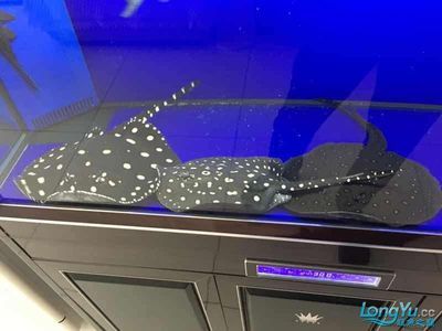 祥龍魚場水族館加盟費多少錢一個月（祥龍魚場水族館具體加盟費用及每月費用詳細信息）