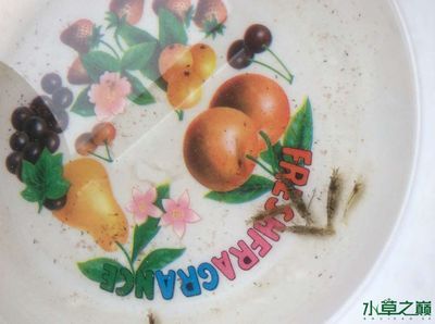 祥龍魚場水族館加盟費多少錢一個月（祥龍魚場水族館具體加盟費用及每月費用詳細信息）