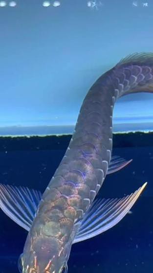 紫金龍魚圖片大全