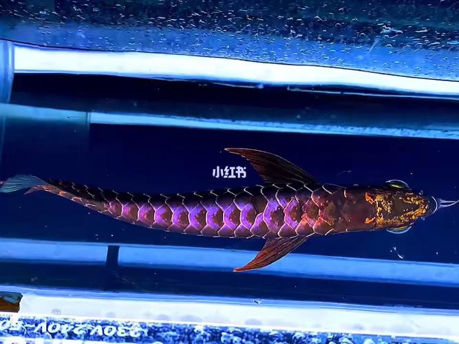 紫金龍魚圖片大全