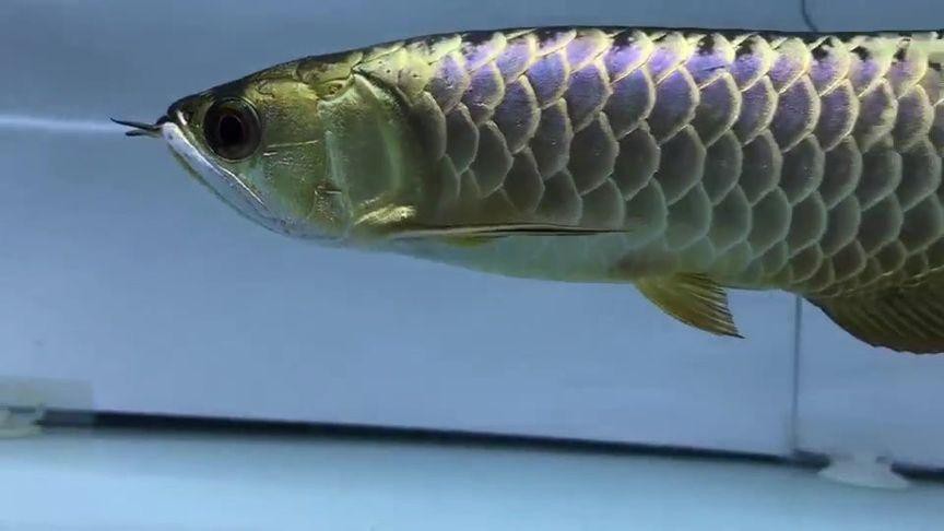 紫金龍魚圖片大全