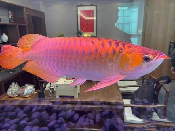 紫金龍魚圖片大全