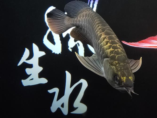 紫金龍魚圖片大全