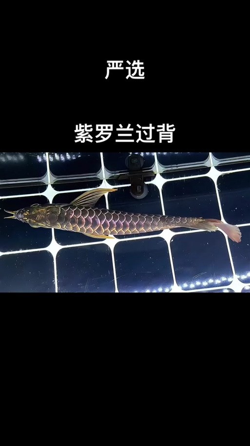 紫金龍魚圖片大全