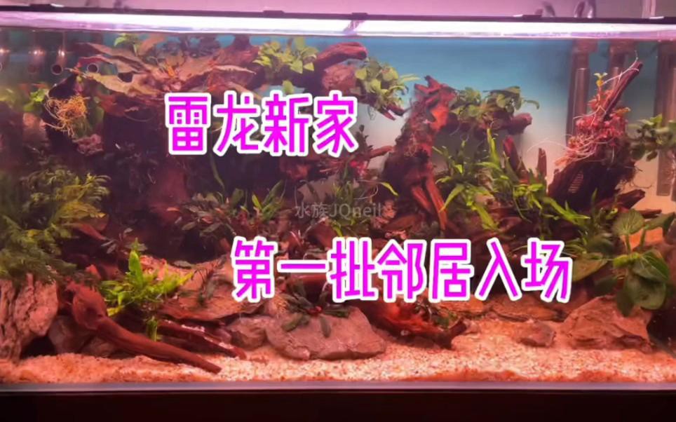 如何結合龍魚習性進行造景設計？ 如何結合龍魚習性進行造景設計？ 龍魚百科 第5張