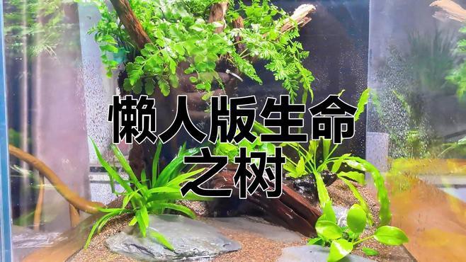 如何結合龍魚習性進行造景設計？ 如何結合龍魚習性進行造景設計？ 龍魚百科 第4張