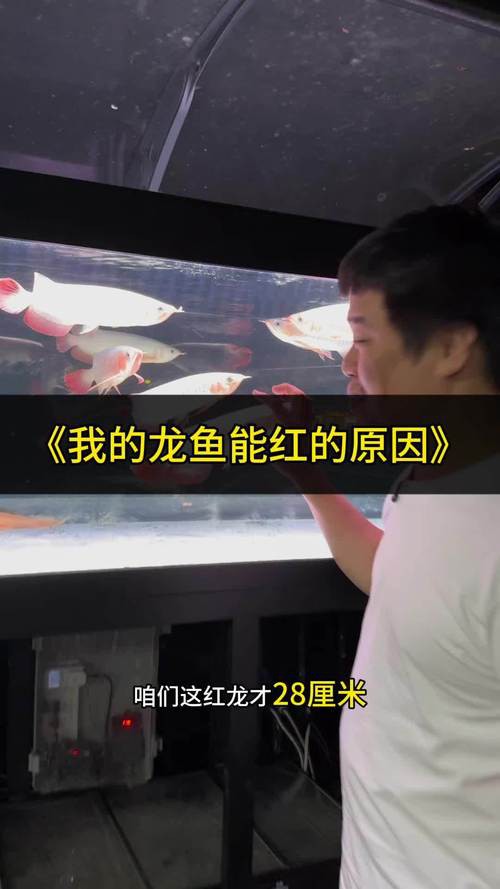 紅龍魚混養視頻高清圖片欣賞