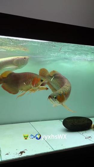 紅龍魚混養視頻高清圖片欣賞