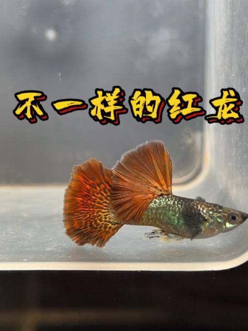 紅龍魚混養視頻高清圖片欣賞