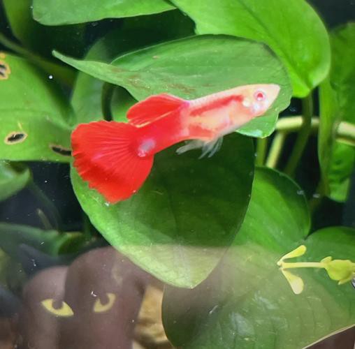 紅龍魚混養視頻高清圖片欣賞