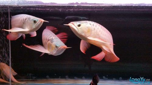 紅龍魚混養視頻高清圖片欣賞