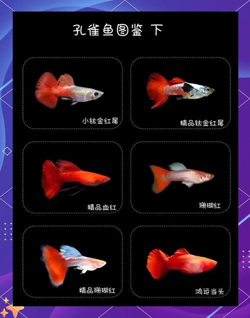紅龍魚混養視頻高清圖片欣賞