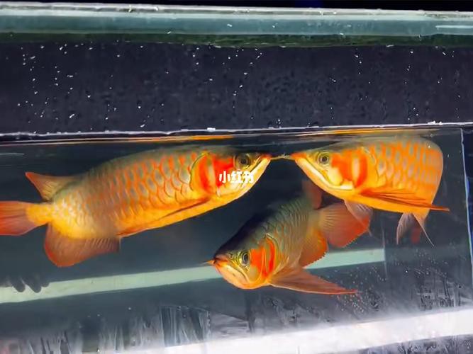 紅龍魚混養視頻高清圖片欣賞