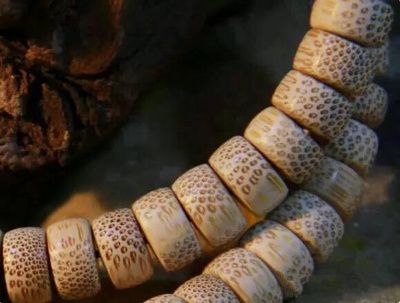 龍魚是什么動物的卵：關于龍魚卵的一些詳細信息