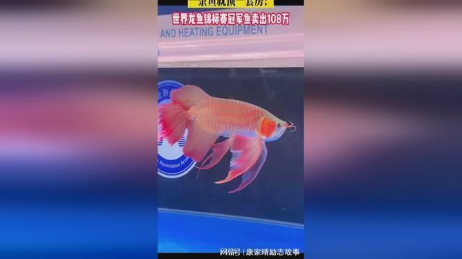 盤古杯世界龍魚錦標賽第四名獎金多少錢，2021盤古杯世界龍魚錦標賽第四名獎金為人民幣3萬元