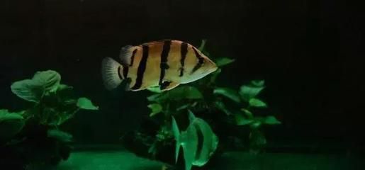 養(yǎng)龍魚可以放沉木嗎（養(yǎng)龍魚是否可以放沉木）